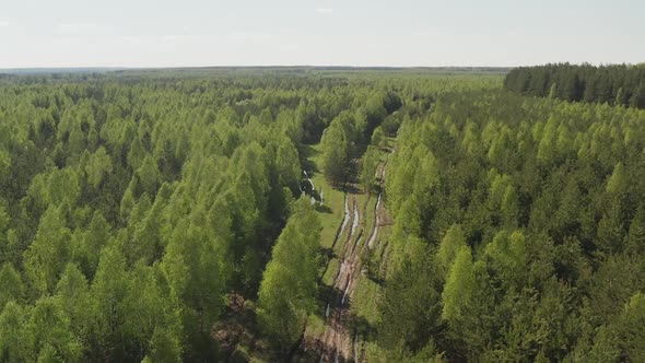 Forest in the Altai Territory of Russia