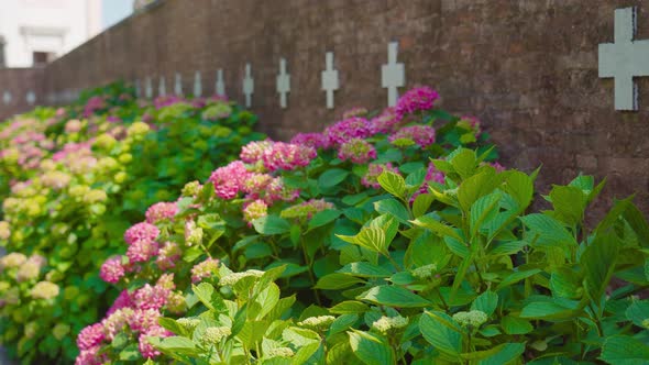 Colorful Flowers in Front of the Cemetery Wall