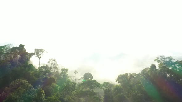 Flying over a tropical rainforest towards the sun that is covered by mist