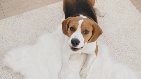 Dog Beagle Lying at Home on the Floor and Barks