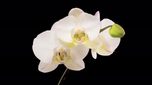 Blooming White Orchid Phalaenopsis Flower