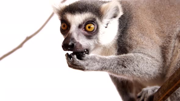 Lemur close up on white background eating - negative space for copy