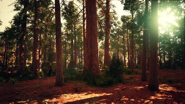 Giant Sequoias in the Giant Forest Grove in the Sequoia National Park