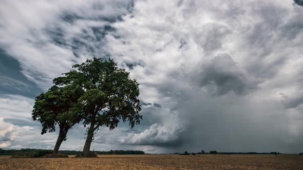 Two trees in a field in front of dark stormy clouds in the sky. Time lapse video.