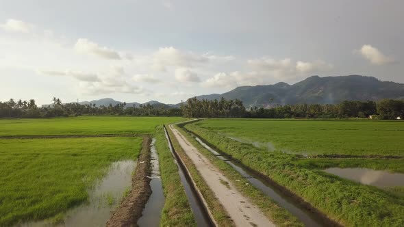 Aerial view path at paddy field.