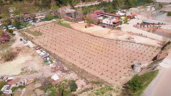 Planting little green trees on fruit plantation