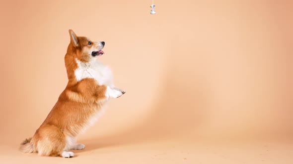 Pembroke Welsh Corgi Stands on Its Hind Legs and Tries To Reach for the Candy That Hangs Over His