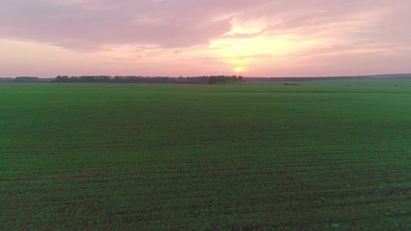 Aerial Video of an Agricultural Field with Wheat