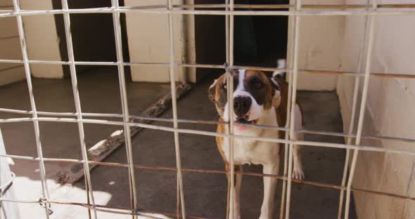 Abandoned dog locked up in a shelter