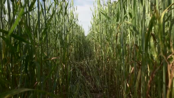 Wheat Agricultural Field in Summer at Sunset