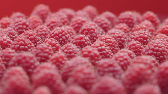 Close Up Rotation Raspberries on Red Background