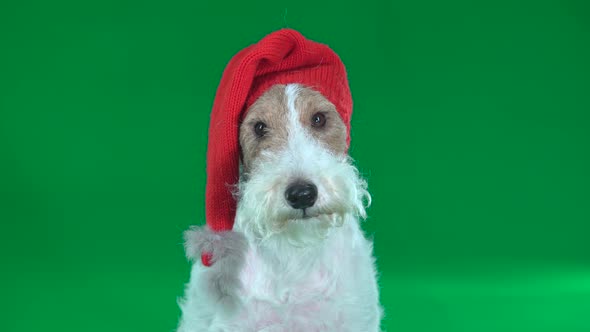 Fox Terrier in a Christmas Hat Close-up. Green Screen