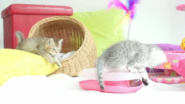 Cute Cats Playing Toys In Living Room