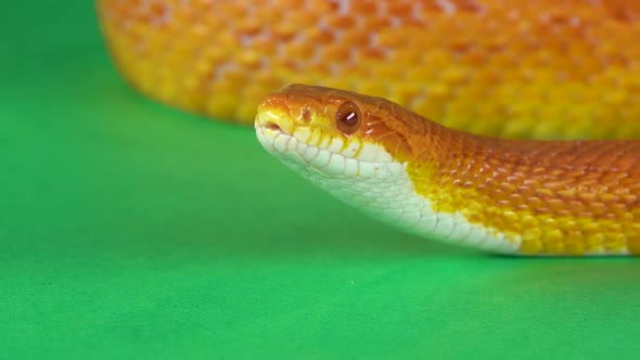 Tiger Python Molurus Bivittatus Morph Albine Burmese on a Green Background Screen