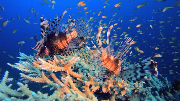 Lionfish Reef Marine Life