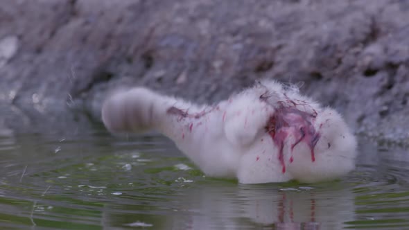 Flamingo chick wading in water covered in red crop milk