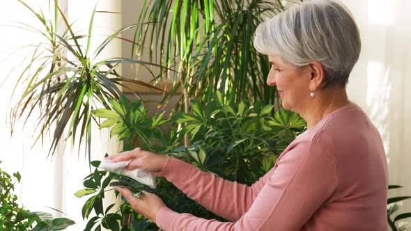 Happy Senior Woman Cleaning Houseplant