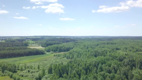 Aerial Flight Over Summer Forest at Sunny Day