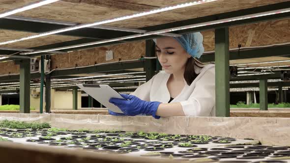 Biotechnologist using tablet to check quality and quantity of vegetable in hydroponic farm