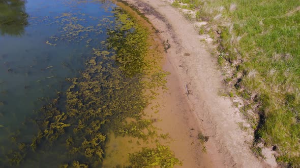 Tilting to the shoreline in summer.