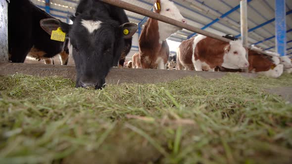 Calves consuming alfalfa. Livestock farm.