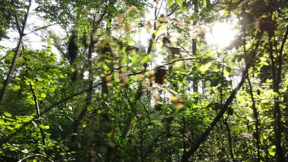 Slow Motion View of Green Forest By Day