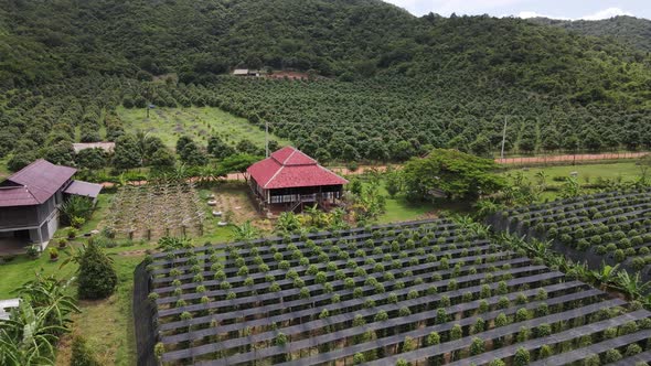 Aerial view of Kampot pepper plantation, Phnom Voar mountain, Cambodia.