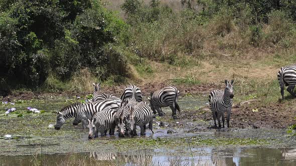 Grant's Zebra, equus burchelli boehmi, Herd standing at the Water Hole, drinking