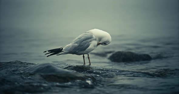 Closeup of Seagull Standing on Rock in Foggy Lake with Waves and Rising Tide in Slowmotion 4K