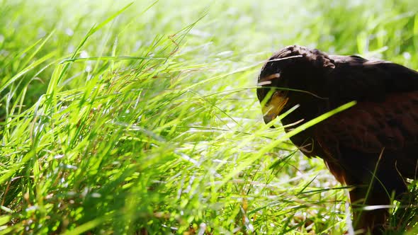 Flacon eagle perching on green grass