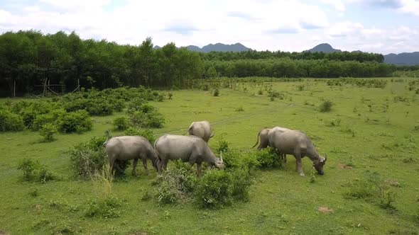 Water Buffaloes Eat Grass on Large Field Clouds Aerial View