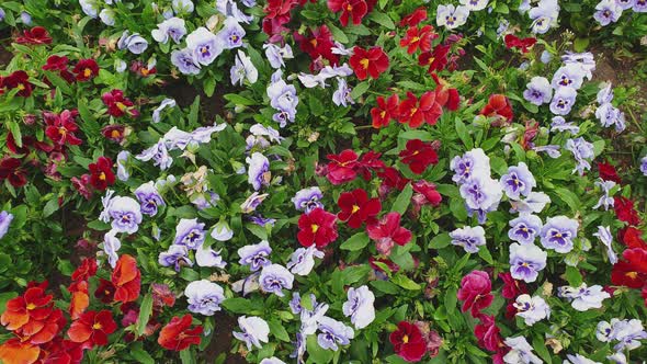 Beautiful garden with multicolored flowers. Sideways view