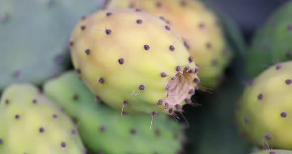 Delicious Yellow Fruit Prickly Cactus Ficus Indica