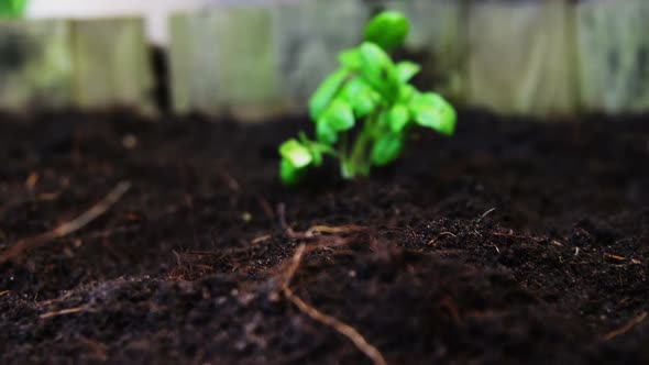 Senior man watering a plant