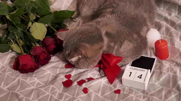 Valentines day with pet cat at home