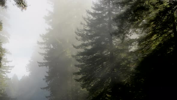 California Ancient Redwood Forest Covered by Fog