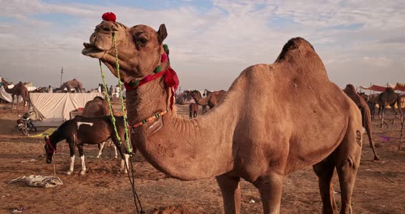 Camels at Pushkar Mela Camel Fair Festival in Field Eating Chewing at Sunrise, Pushkar, Rajasthan