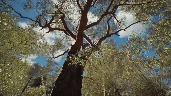 Eucaliptus in Australia Red Center