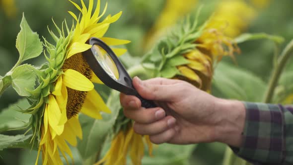 Farmer Stands in the Field of Sunflowers and Looks at the Sunflower Seeds Through a Magnifying Glass