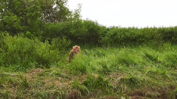 Kamchatka Brown Bear Walks Through Tall Green Grass in Search of Food