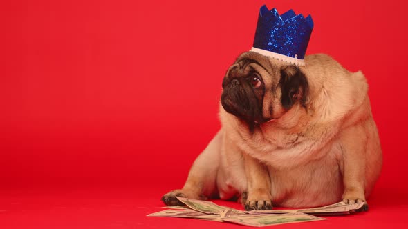 Cute Dog with Crown on Head Sitting with Dollar Bills