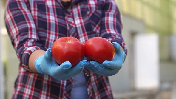 Closeup of Woman Gardener Holding Ripe Tomato in Greenhouse