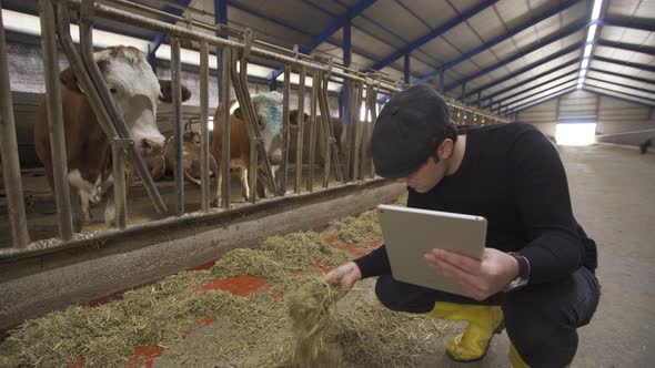 Dairy cow farm. Modern farmer. Cows and farmer.