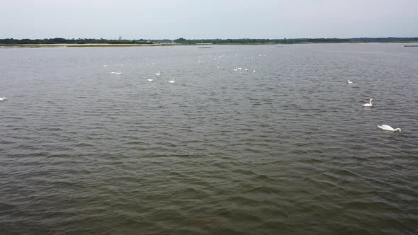 White swan flock swimming at lagoon on Domaine de Graveyron nature preserve France, Aerial flyover s