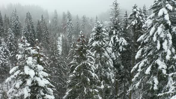 Aerial jib up over tree tops revealing beautiful forest in winter with fog in the background