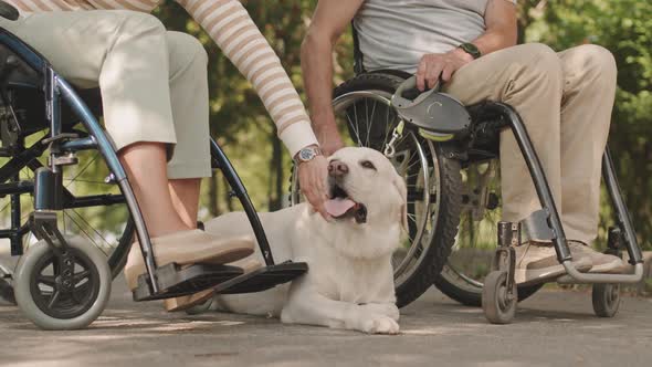 Wheelchair Couple Petting Labrador Outdoors
