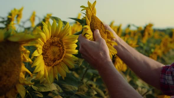 Closeup Hands Touching Sunflower Plantation