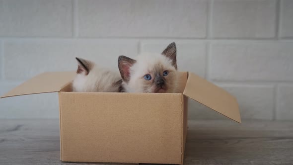 Two Little Kitten Sit in Cardboard Box