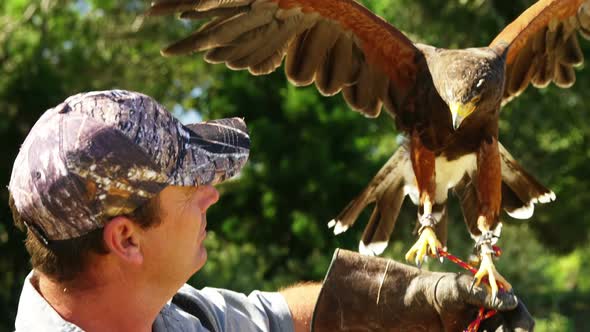 Falcon eagle perching on mans hand