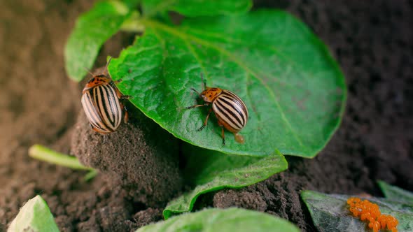 Closeup of Colorado Potato Beetles on a Green Potato Leaf